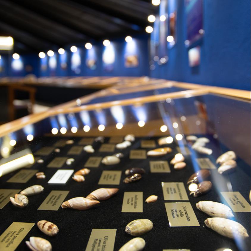 Le musée de la mer / Musée marin & coquillage en Martinique